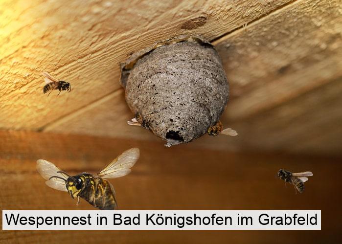 Wespennest in Bad Königshofen im Grabfeld